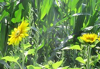 zonnebloemen