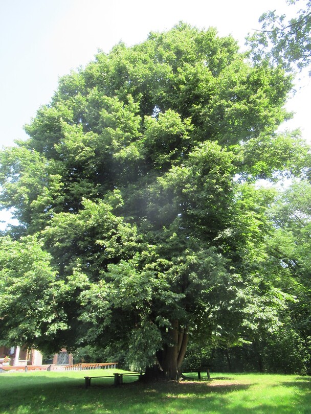 Nieuwe Lindeboom