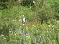 reiger