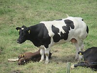 kalfje met moeder