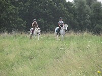paarden op de dijk