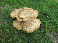de 1e paddenstoelen