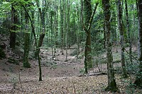 Natuurreservaat Gargano