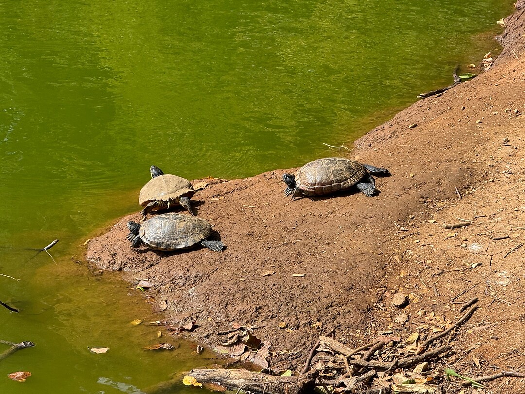Natuurreservaat Gargano - schildpadjes