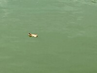 Natuurreservaat Gargano - schildpadje