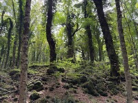 Natuurreservaat Gargano