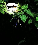 IMG_20220421_203030_edit_68393474960395