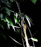 IMG_20220421_195354_edit_67067383302785