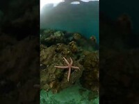 Koh Phi Phi Leh 5