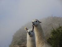 Llama's in Machu Picchu