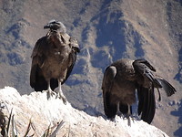 Jonge condors