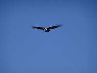 'El condor pasa'