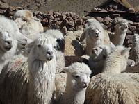 Llama's!