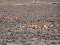 Vicunya's
