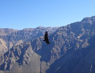 Condors