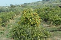 IMG_7061 (2)