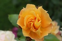 IMG_2269