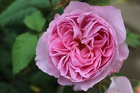 IMG_2281