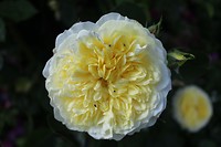 IMG_2334