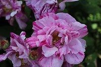 IMG_2373