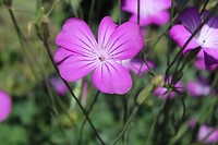 IMG_2353