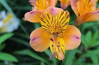 IMG_2403