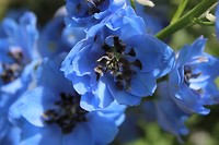 IMG_2413