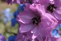 IMG_2414