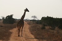 IMG_2338