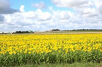 IMG_7896