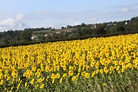 IMG_7952