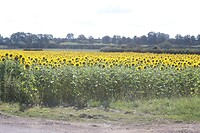 IMG_7948