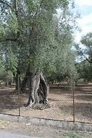 IMG_9390
