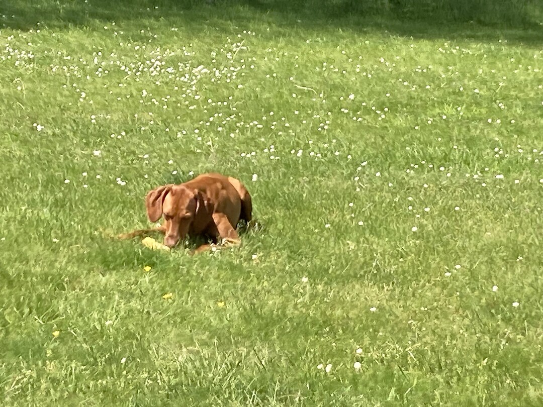 Skye