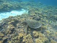schildpad