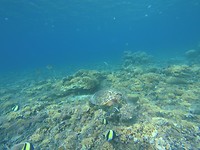 can you see the big turtle?