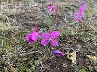 IMG_1337