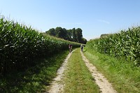 40. Fietsen tussen het mais