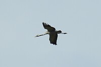 109. Kraanvogel vlakbij de Deense grens