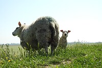 4. Nieuwsgierig lammetje komt achter moeder vandaan