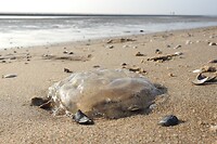8. Kwal op het strand