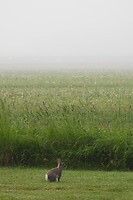11. Mist en een konijn