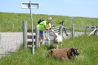 14. Eindelijk een schaap gevonden dat zich laat aaien