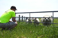 15. We lachen ons slap om die gekke schapen