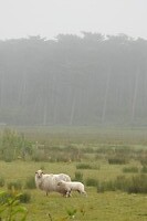 23. Schapen in de mist