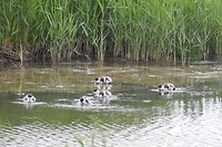 35. Jonge bergeendjes