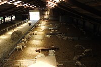 43. In de stal bij Kaasboerderij Wezenspyk