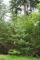 16. In de bossen van Eersel