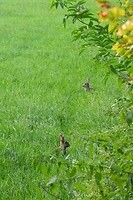 28. Konijntjes bij de camping