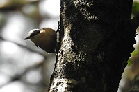 31. Boomklever in het bos